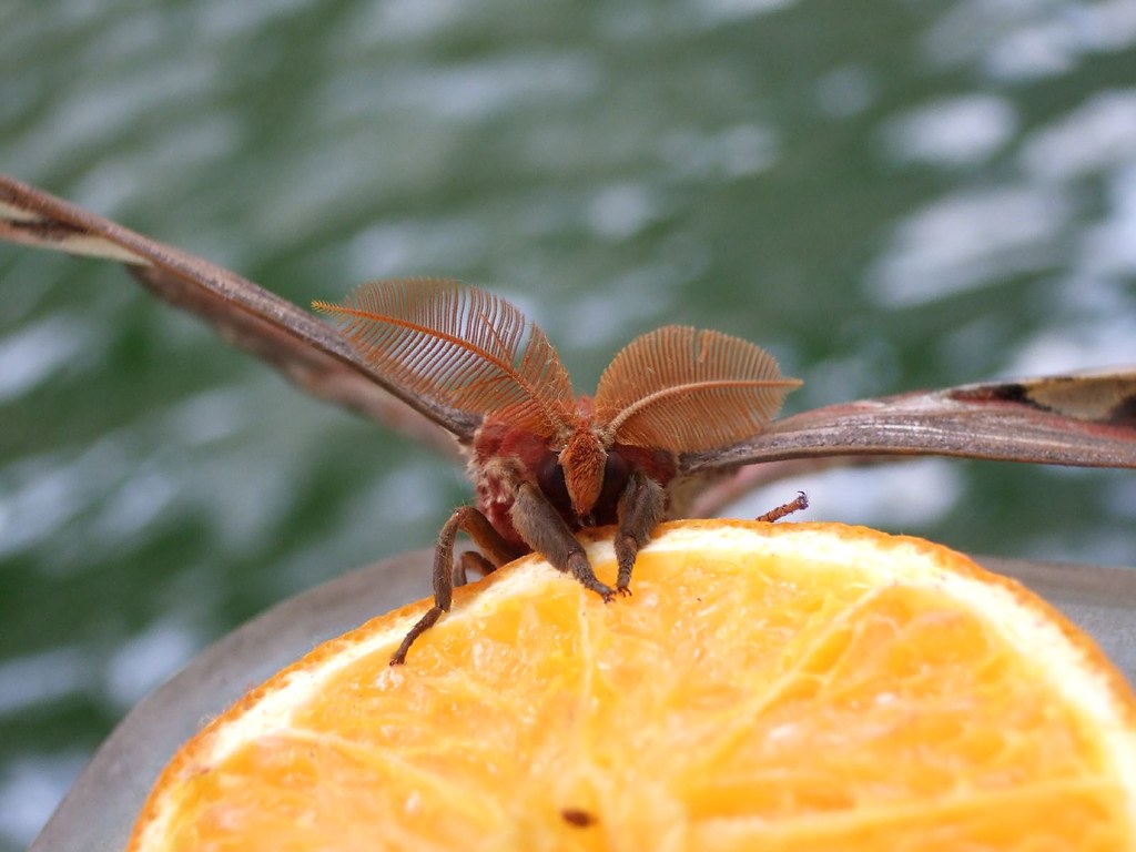 Bug Ears Are Better Than Ours: Insects That Hear With Their Knees, Wings, and Mouths