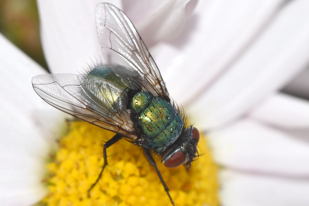Blow Flies: The First Responders (image credits: flickr)