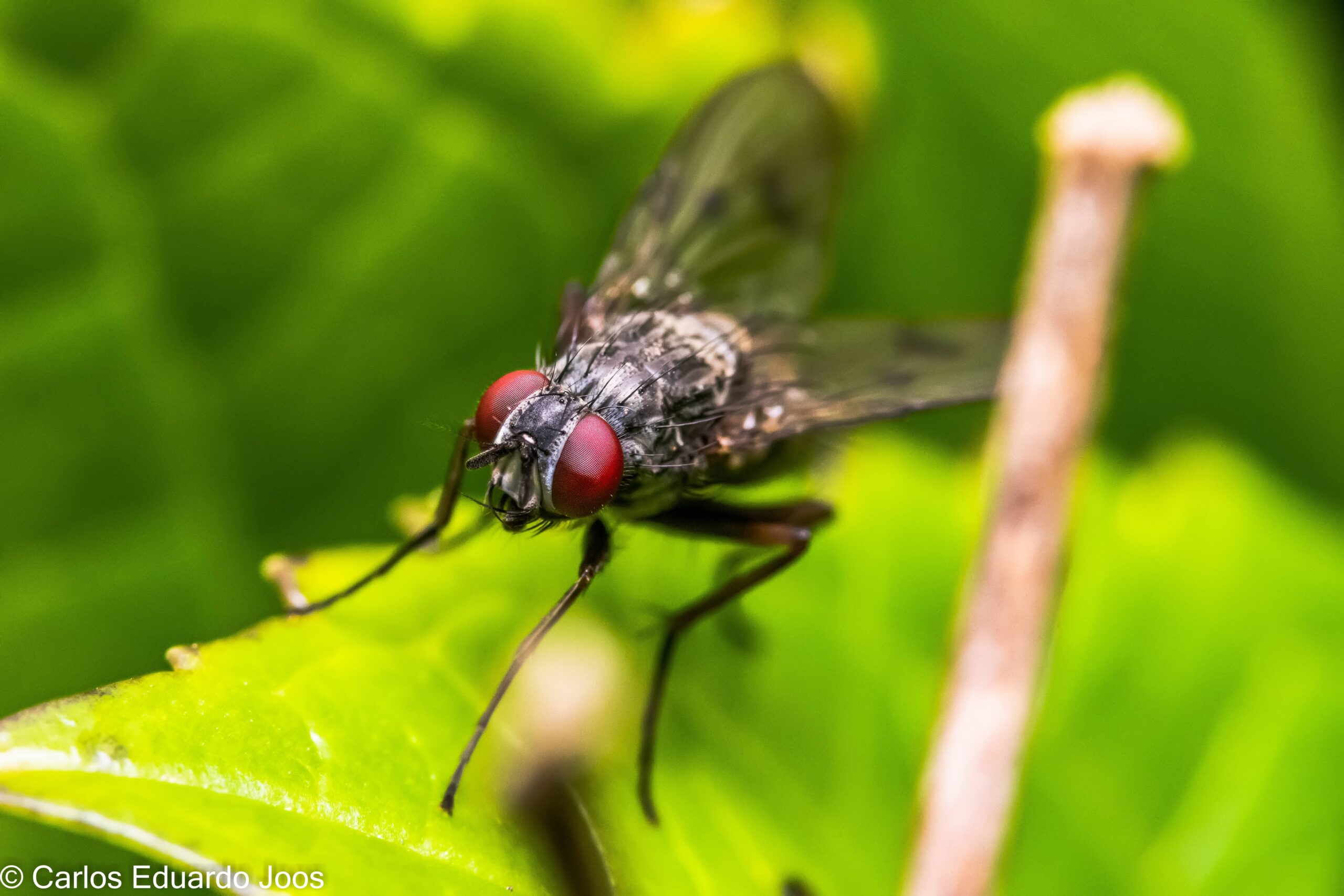 Flesh Flies and Their Unique Contribution (image credits: wikimedia)