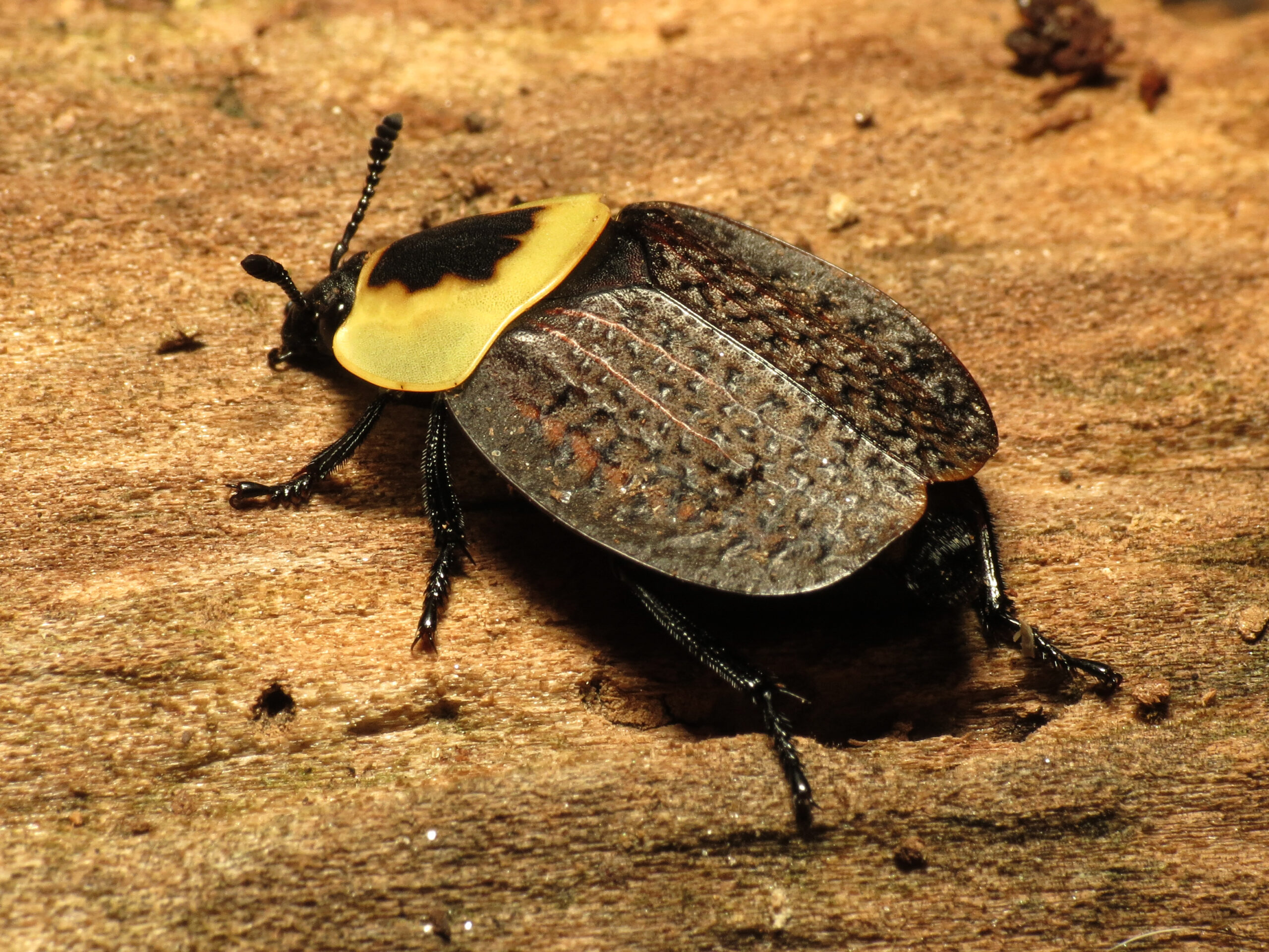 Beetles: The Later Arrivals (image credits: wikimedia)