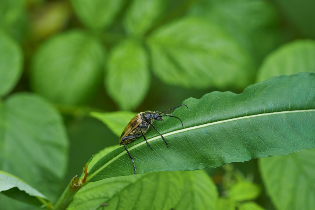 How Temperature Affects Insect Development (image credits: unsplash)