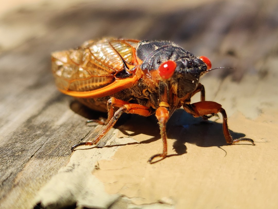 Seasonal Variations in Insect Activity (image credits: unsplash)