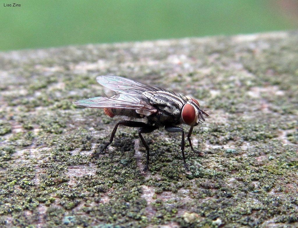 Geographic Factors and Regional Species (image credits: flickr)