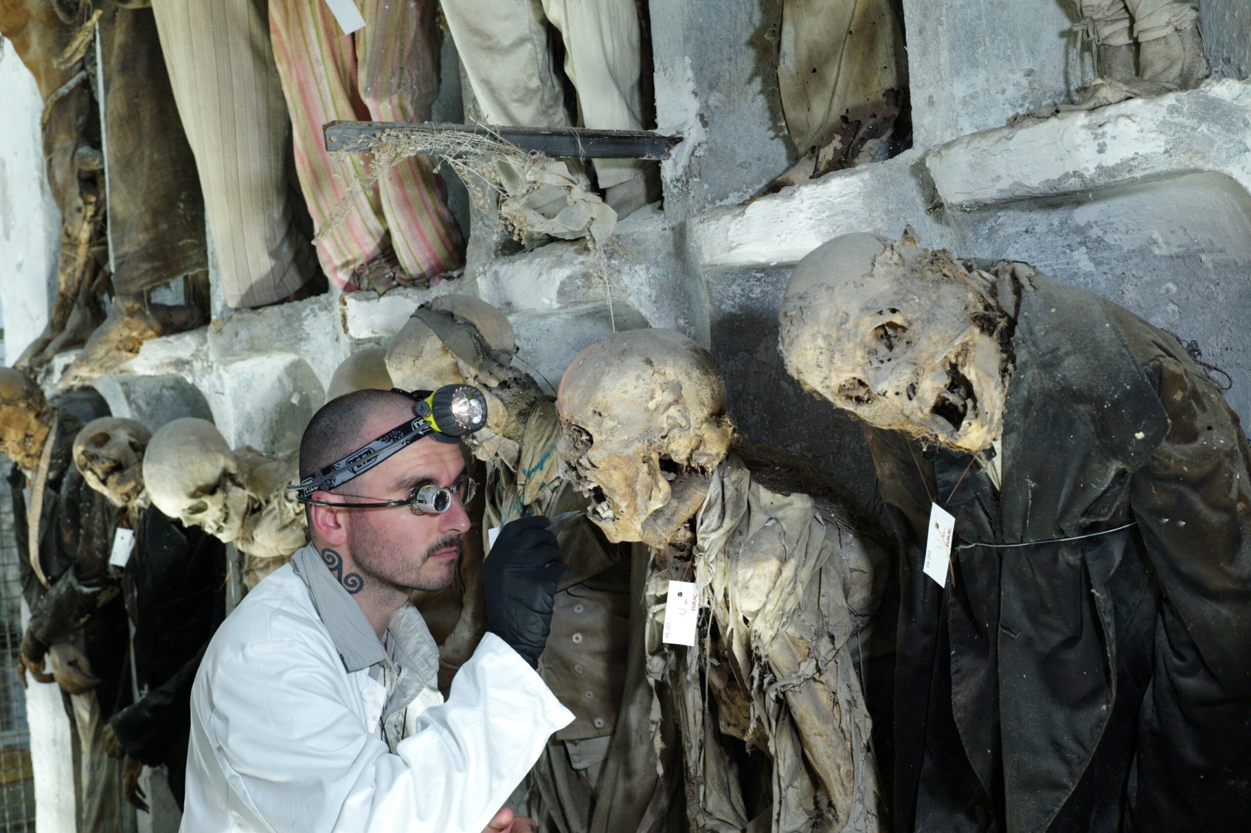 Famous Cases Solved by Forensic Entomology (image credits: wikimedia)