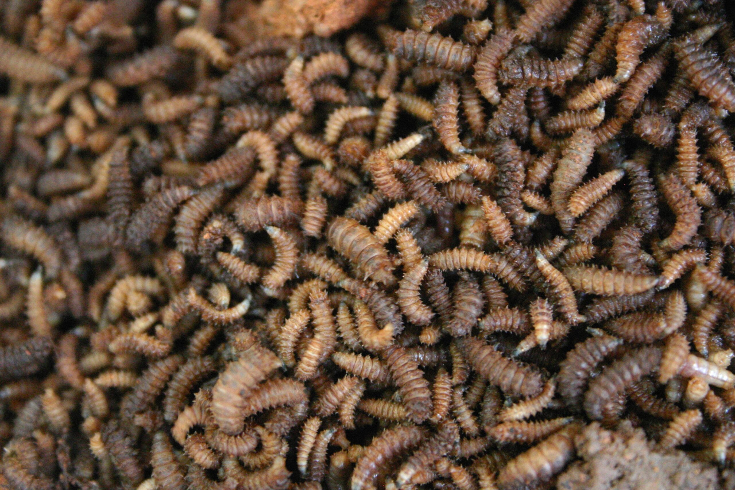 Nature's Tiny Witnesses (image credits: wikimedia)
