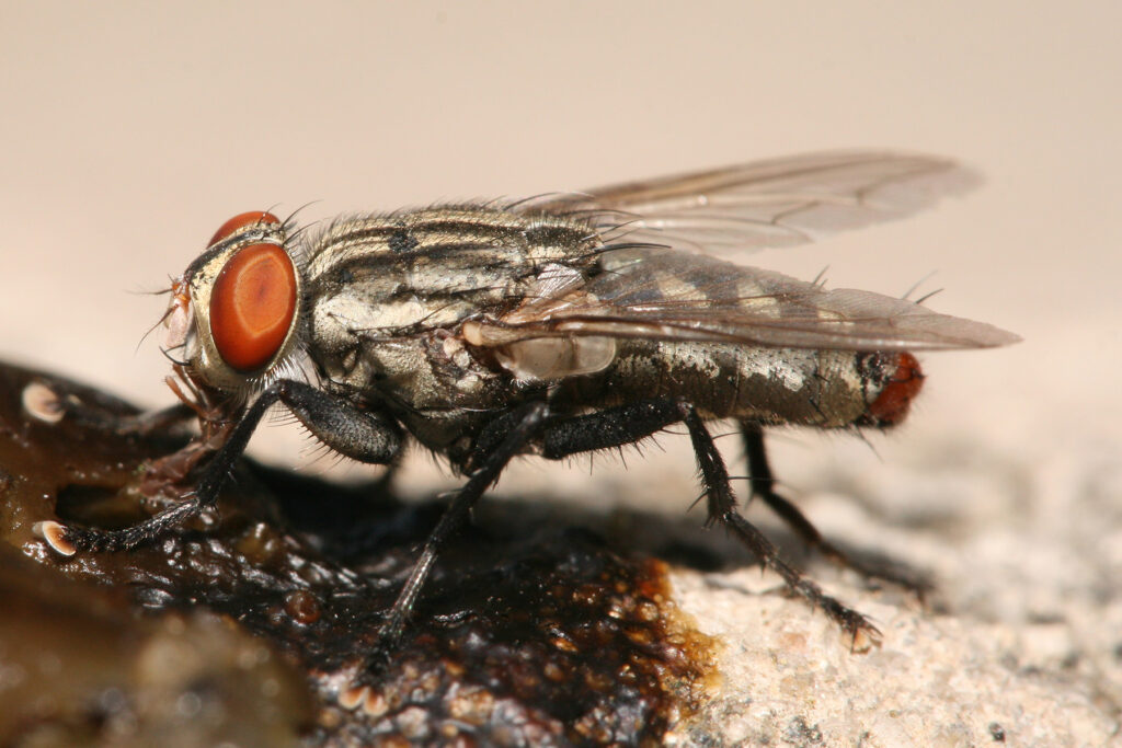 Insects Used in Crime Scene Investigations