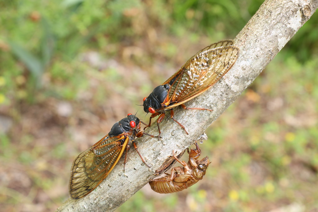 Cicadas and Their Underground Time Capsules (image credits: flickr)