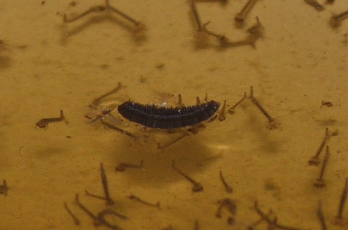 Mosquito Eggs That Wait for Perfect Conditions (image credits: wikimedia)