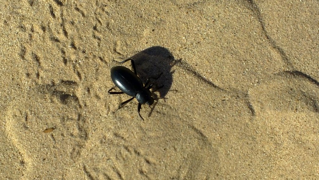 Beetles That Outlast Droughts and Disasters (image credits: flickr)