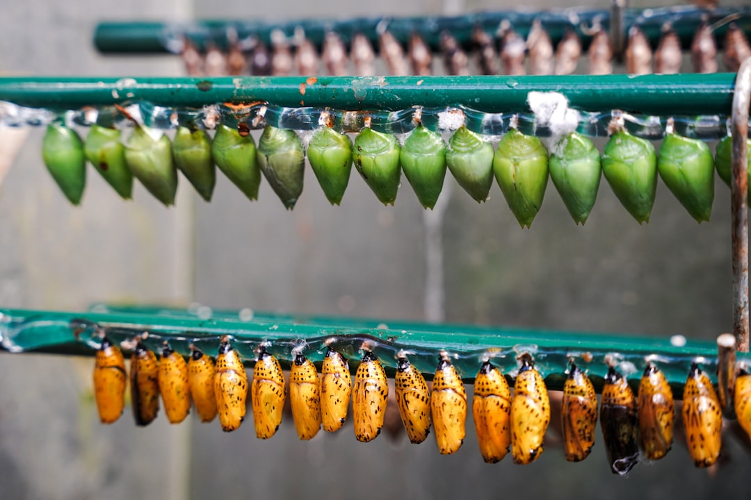 Butterfly Chrysalises That Wait Years to Emerge (image credits: unsplash)