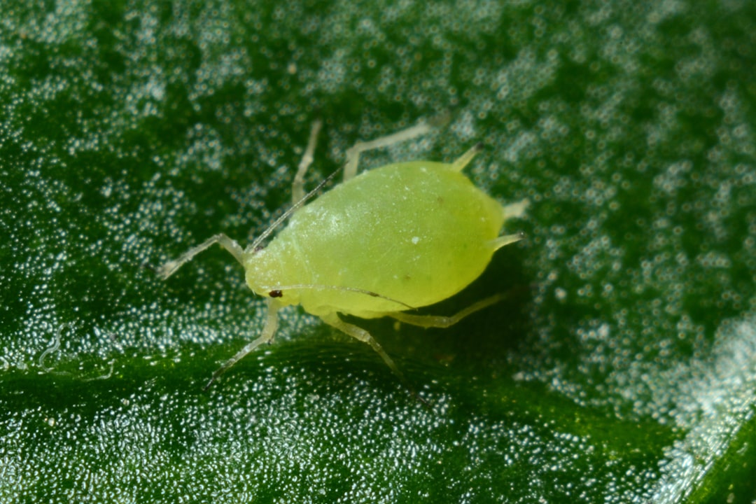 Aphids and Their Seasonal Time Shifts (image credits: unsplash)