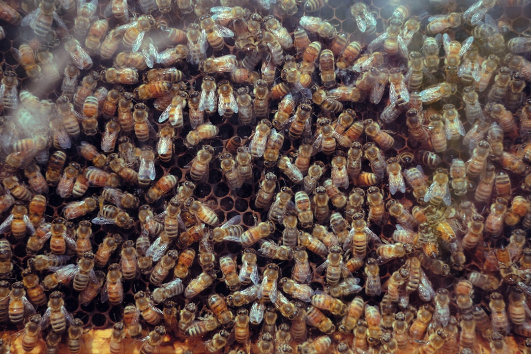 The Honeybee's Winter Cluster Strategy (image credits: unsplash)