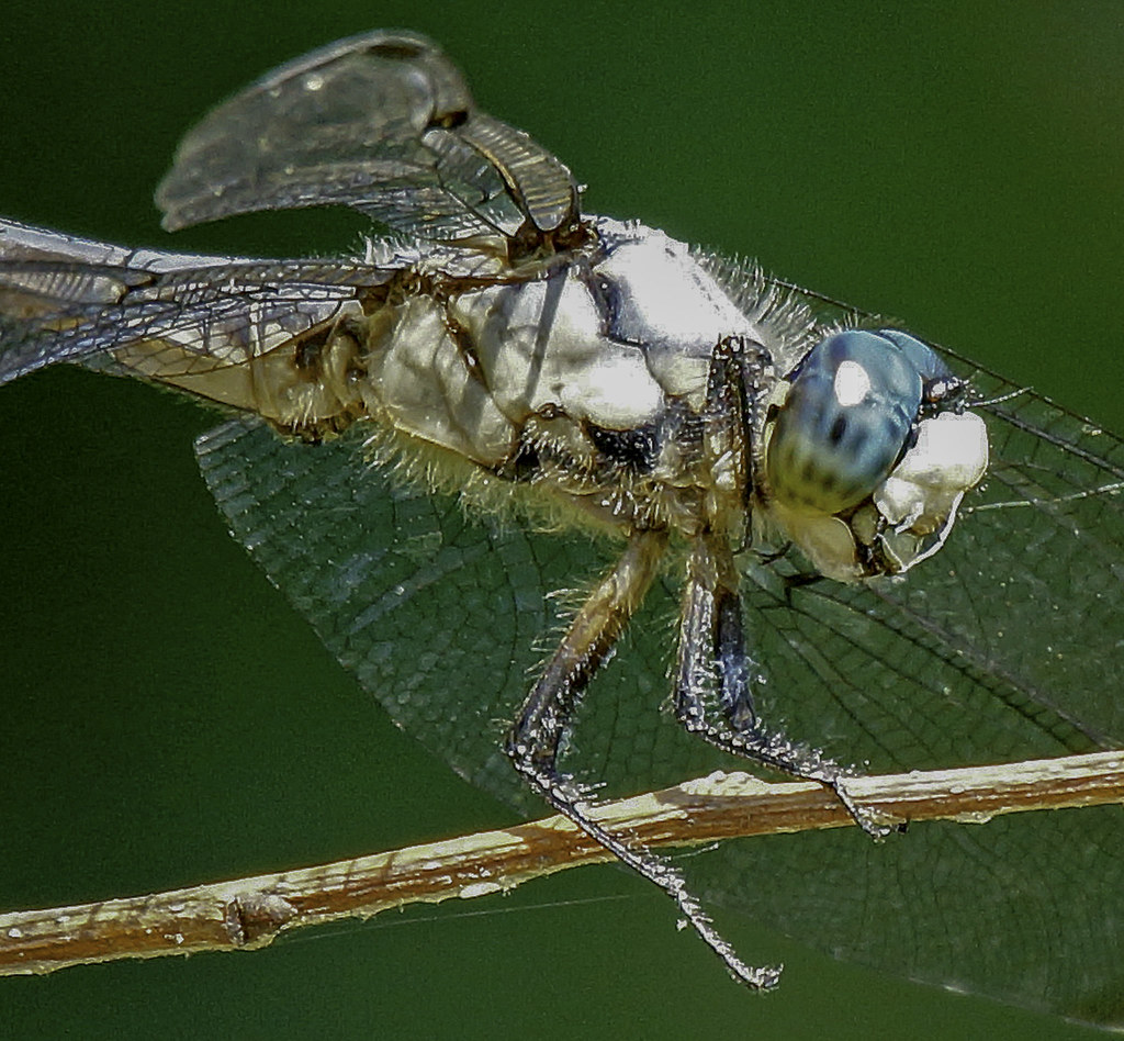 What About Genetic Engineering and Mutation? (image credits: flickr)