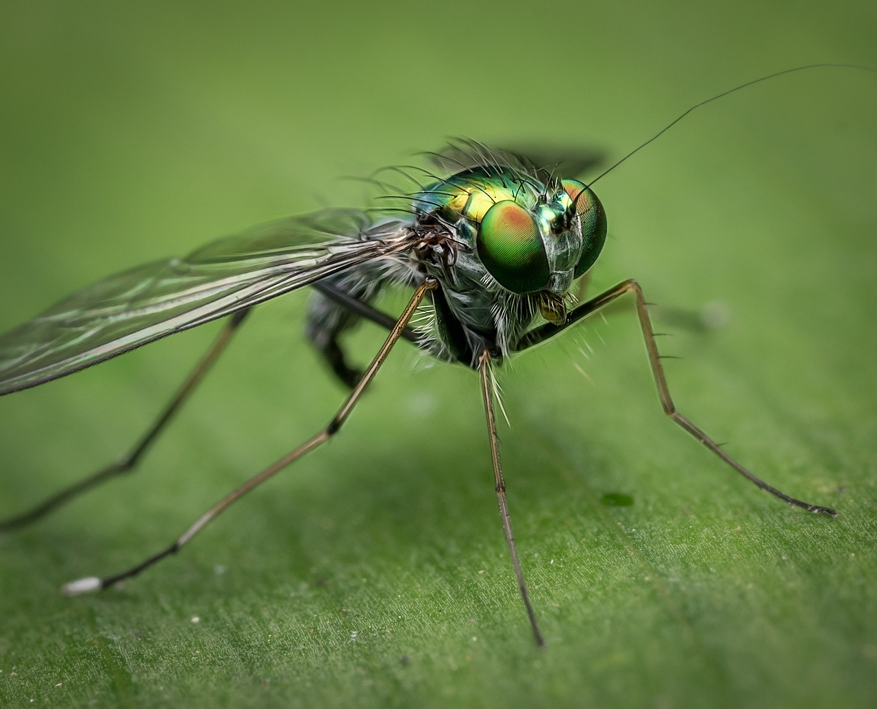 Why Our Small Insects Are Actually Perfect (image credits: pixabay)