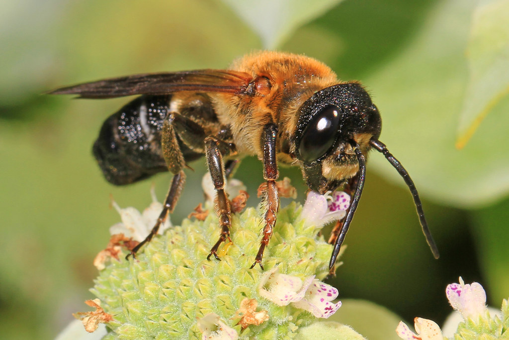Do Giant Insects Make Sense? A Science Check on Sci-Fi Bug Monsters