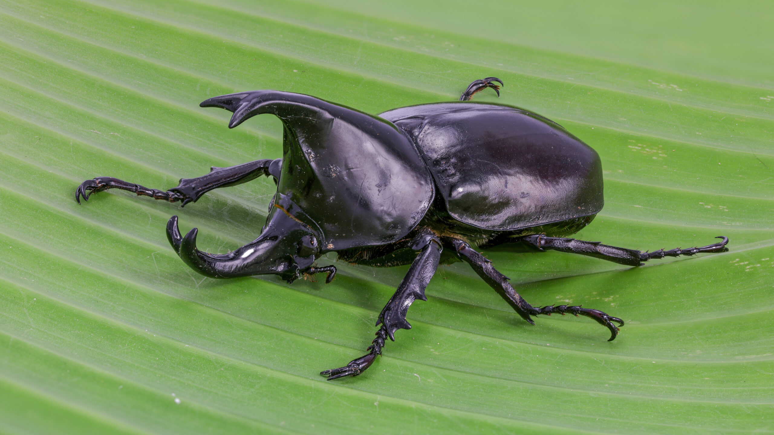 The Rhinoceros Beetle: Insect World's Heavyweight Champion (image credits: wikimedia)
