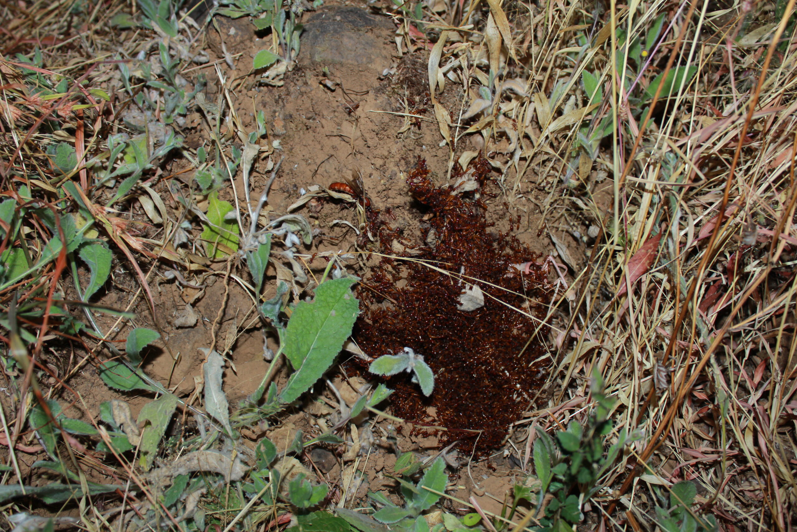 The Army Ant: Collective Intelligence of the Insect Ocean (image credits: wikimedia)