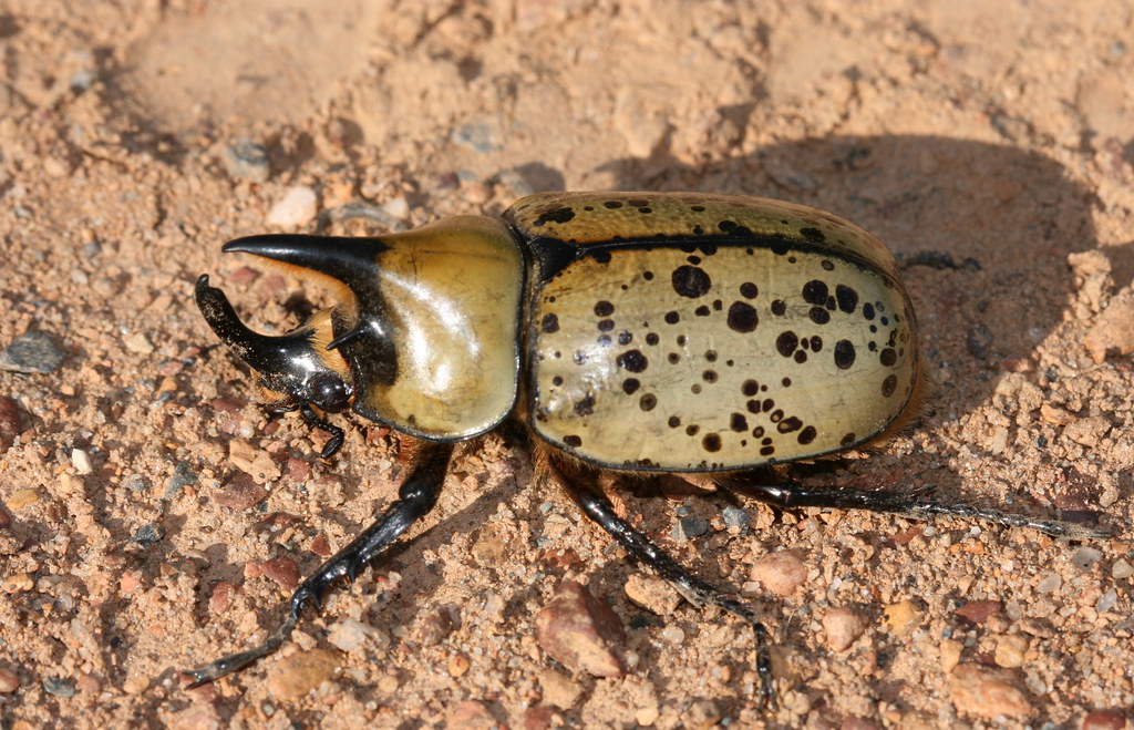 The Hercules Beetle: Living Bulldozer of the Forest Floor (image credits: flickr)