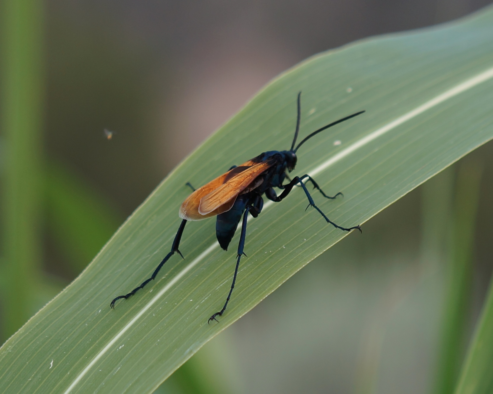 The Tarantula Hawk Wasp: The Nightmare Hunter (image credits: wikimedia)