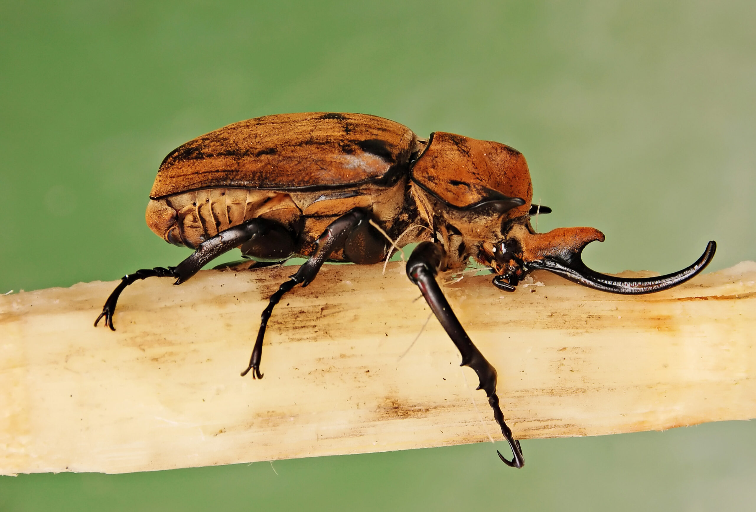The Elephant Beetle: Central America's Forest Tank (image credits: wikimedia)
