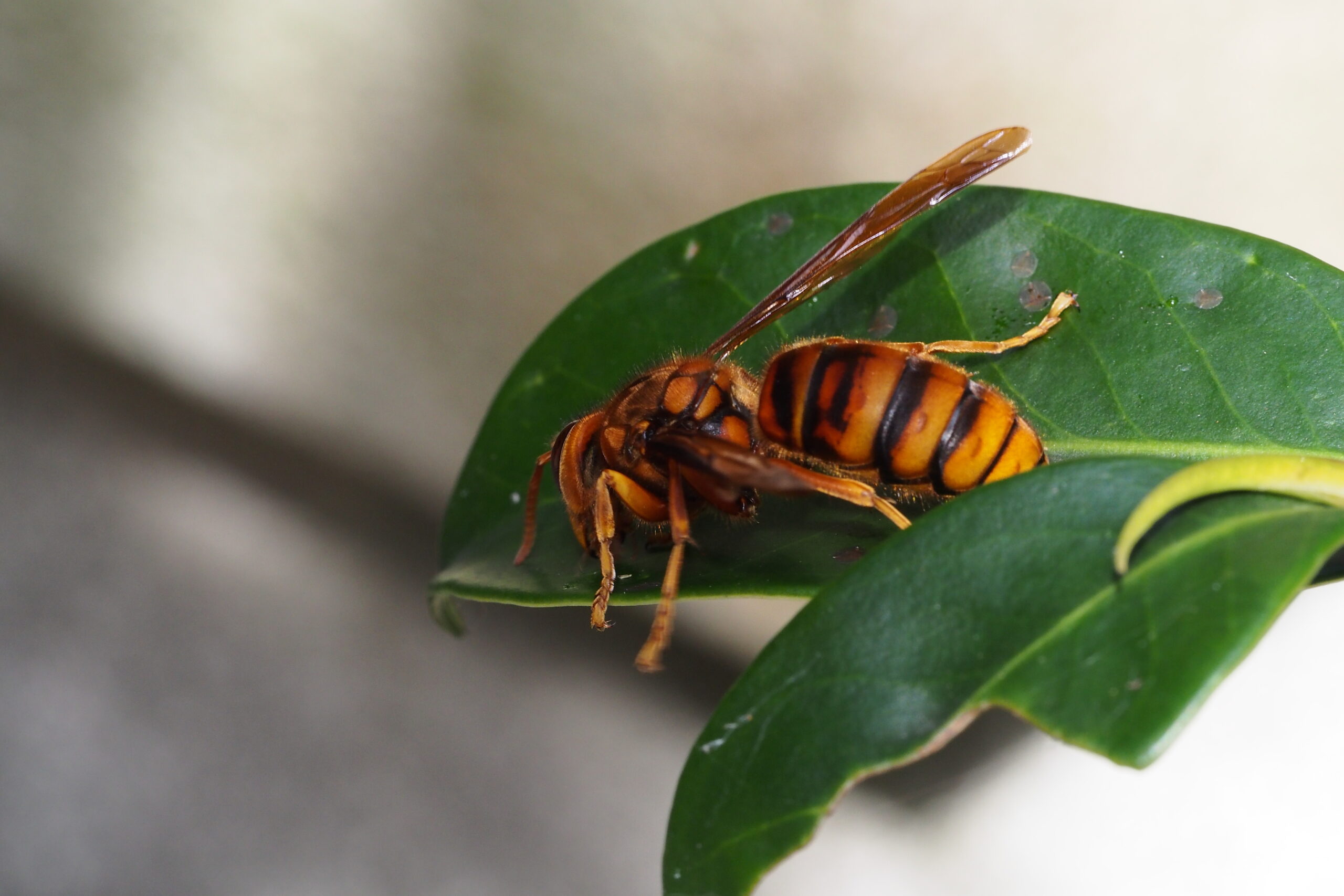 The Japanese Hornet: Asia's Flying Terror (image credits: wikimedia)