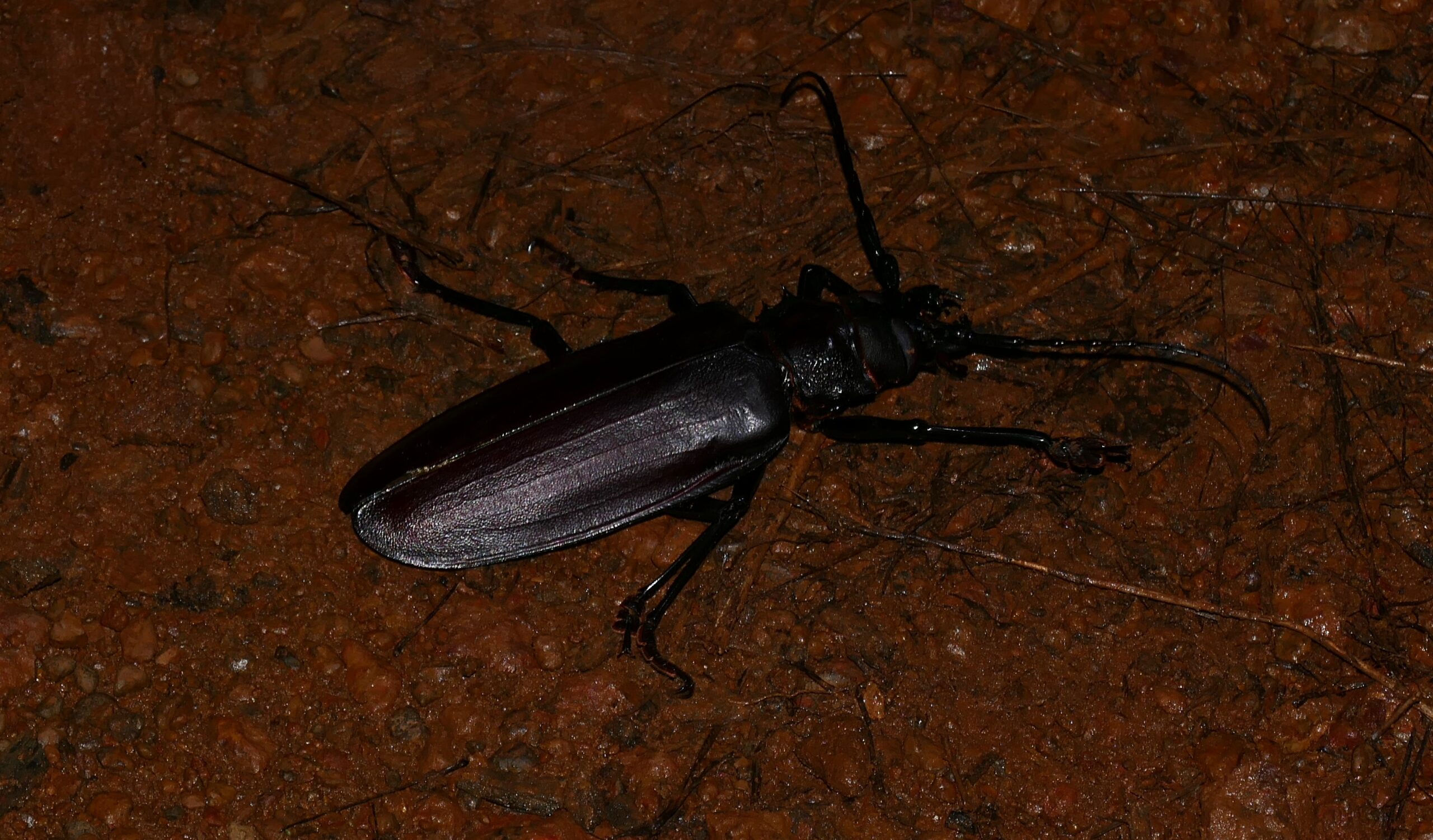 The Titan Beetle: South America's Armored Giant (image credits: wikimedia)