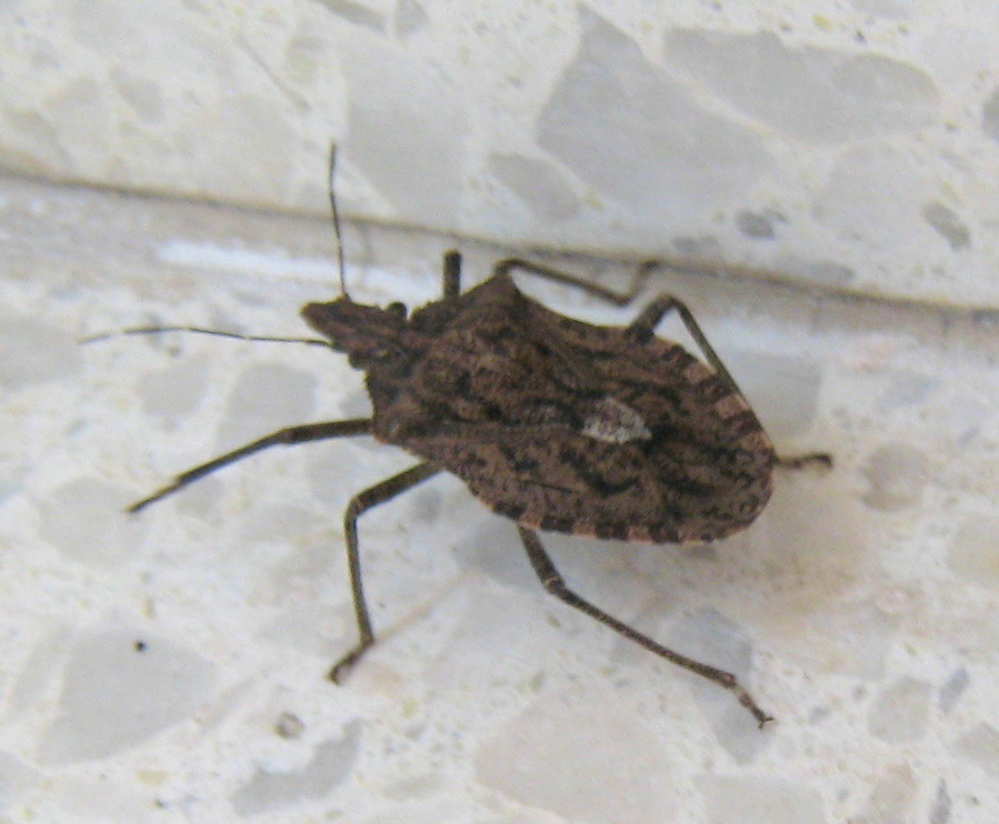 The Assassin Bug: Master of Disguise and Death (image credits: flickr)