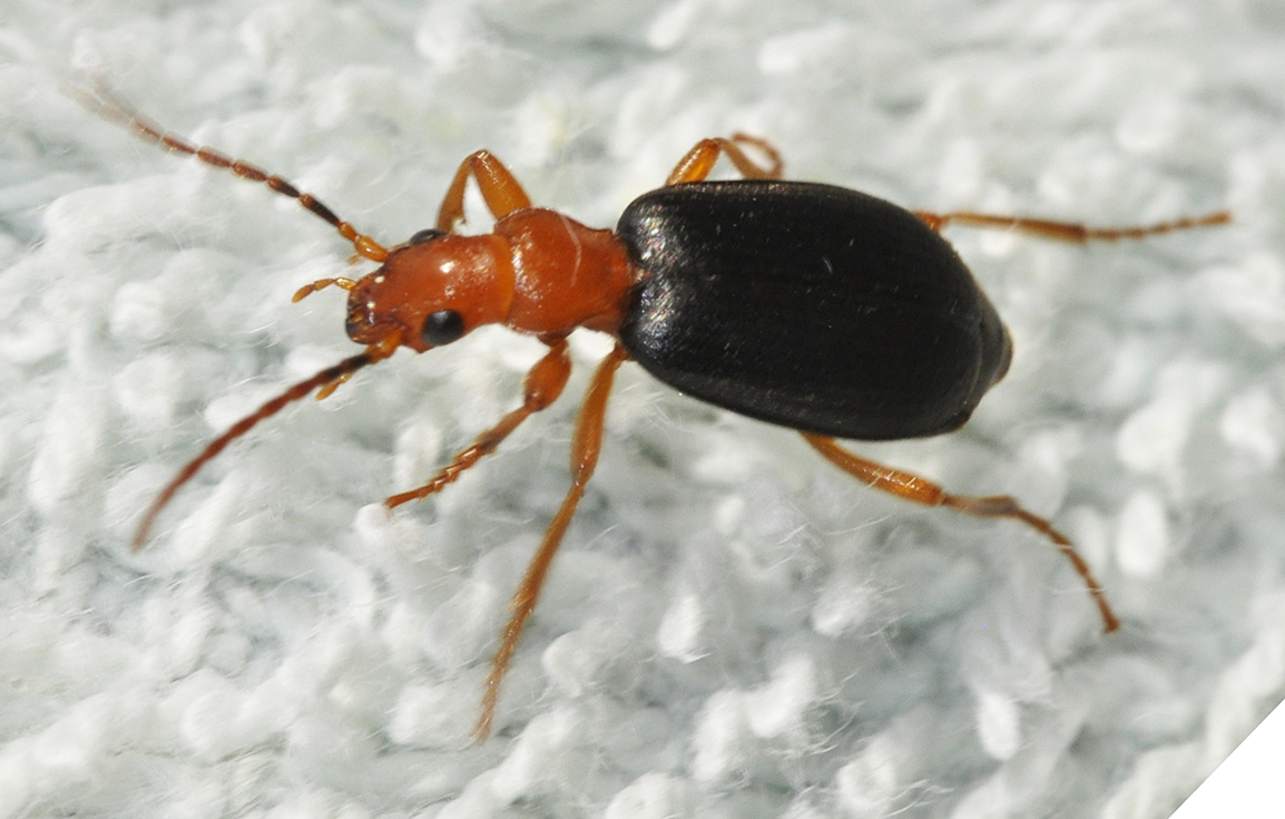 The Bombardier Beetle: Chemical Warfare Specialist (image credits: wikimedia)