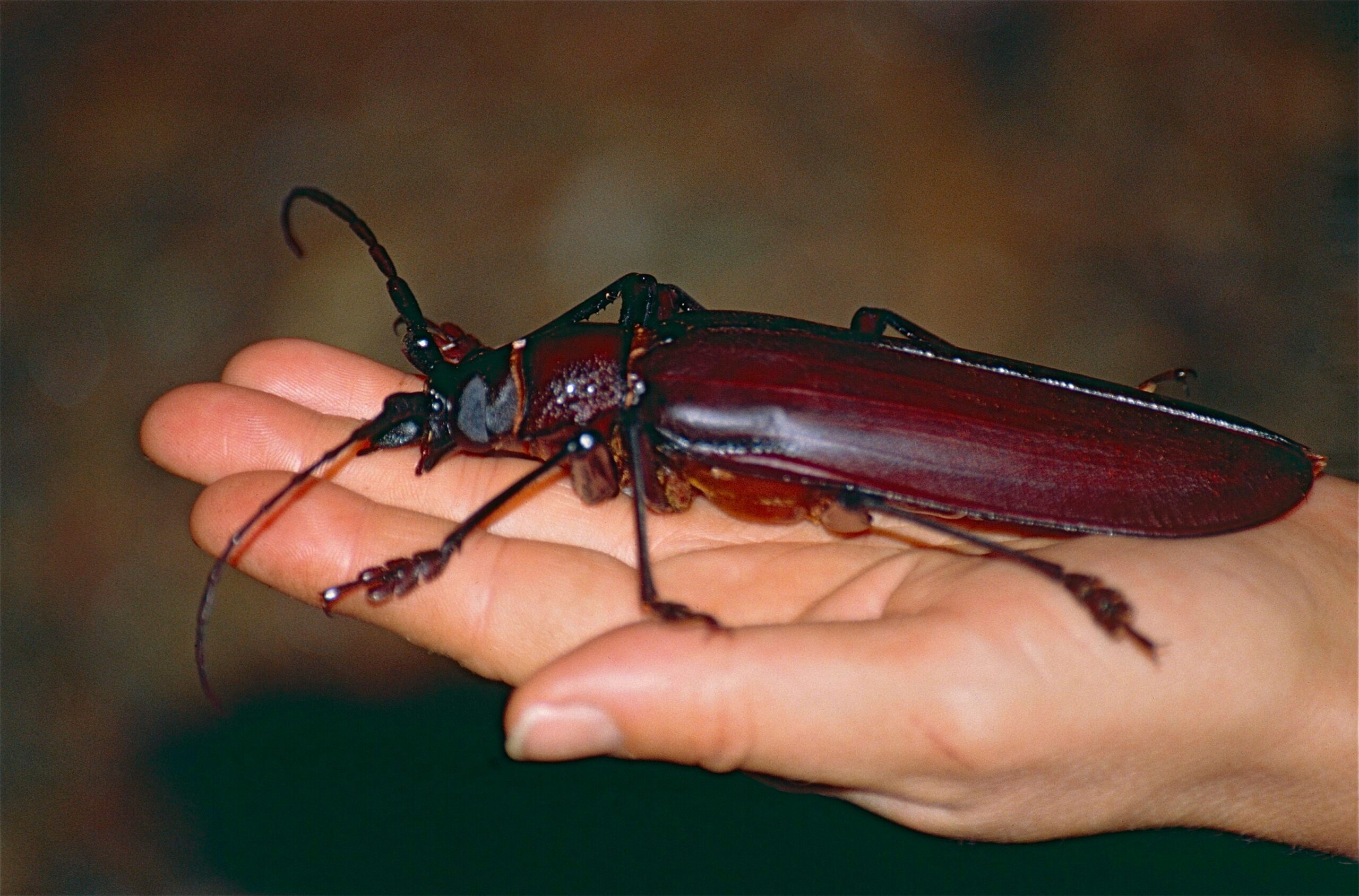 Nature's Most Remarkable Survivors (image credits: Titan beetle (Titanus giganteus) found by Jean NICOLAS, CC BY-SA 2.0, https://commons.wikimedia.org/w/index.php?curid=40741290)