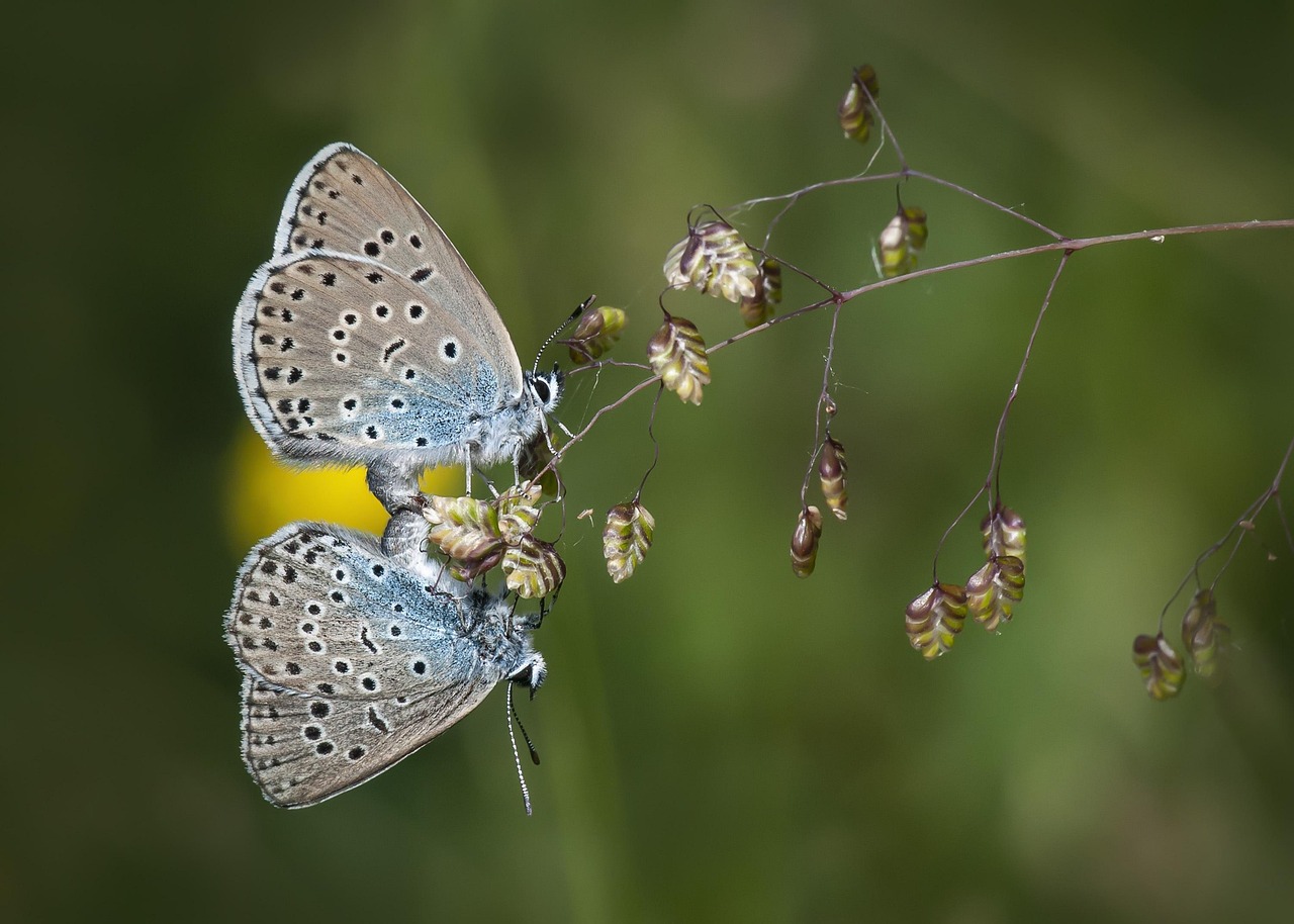 Mating Displays and Communication Through Color (image credits: pixabay)