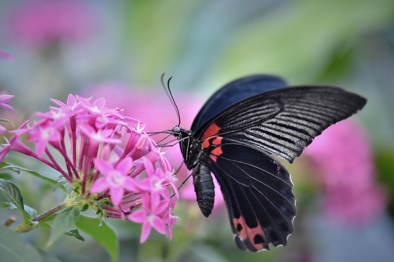 Observing These Marvels in the Wild (image credits: pixabay)