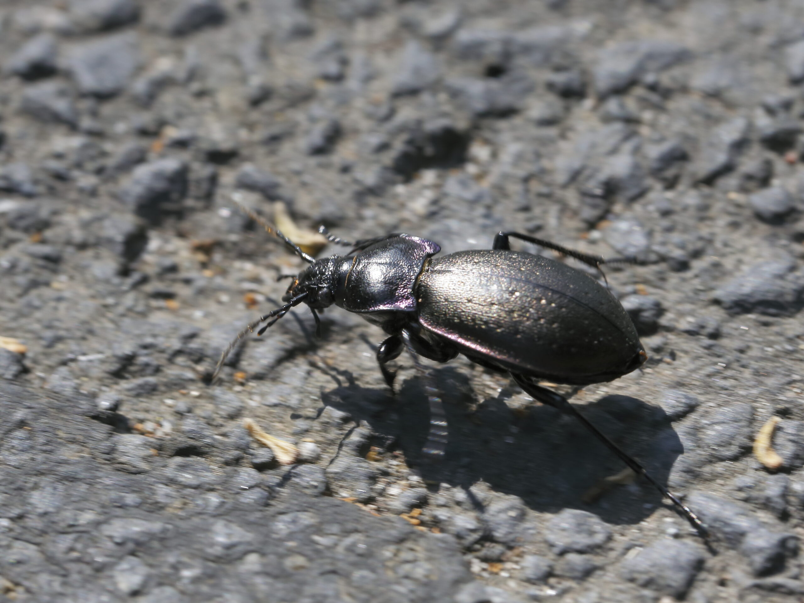 The Great Trade-Off: Why Some Insects Chose Ground Over Sky (image credits: wikimedia)