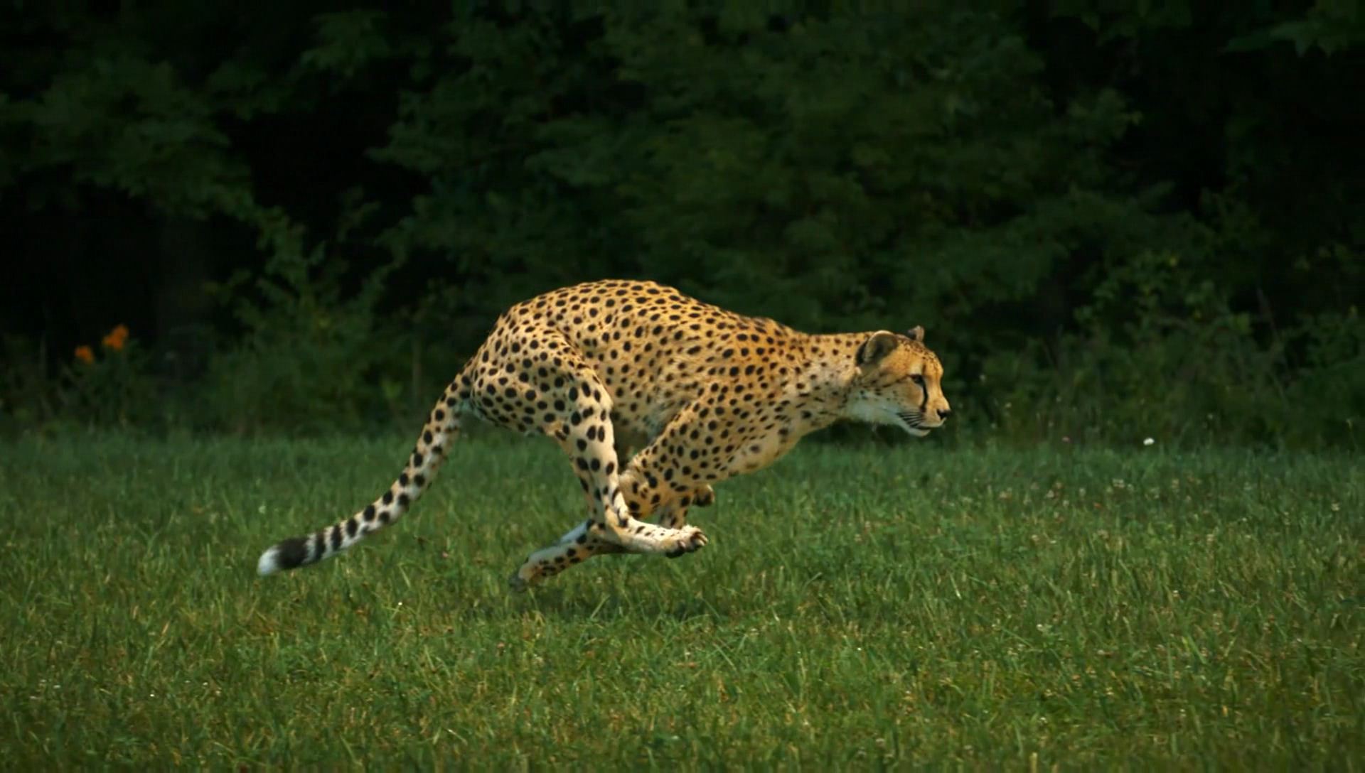 Comparative Analysis: Insects vs Other Speed Champions (image credits: Vimeo, CC BY 3.0, https://commons.wikimedia.org/w/index.php?curid=46550405)