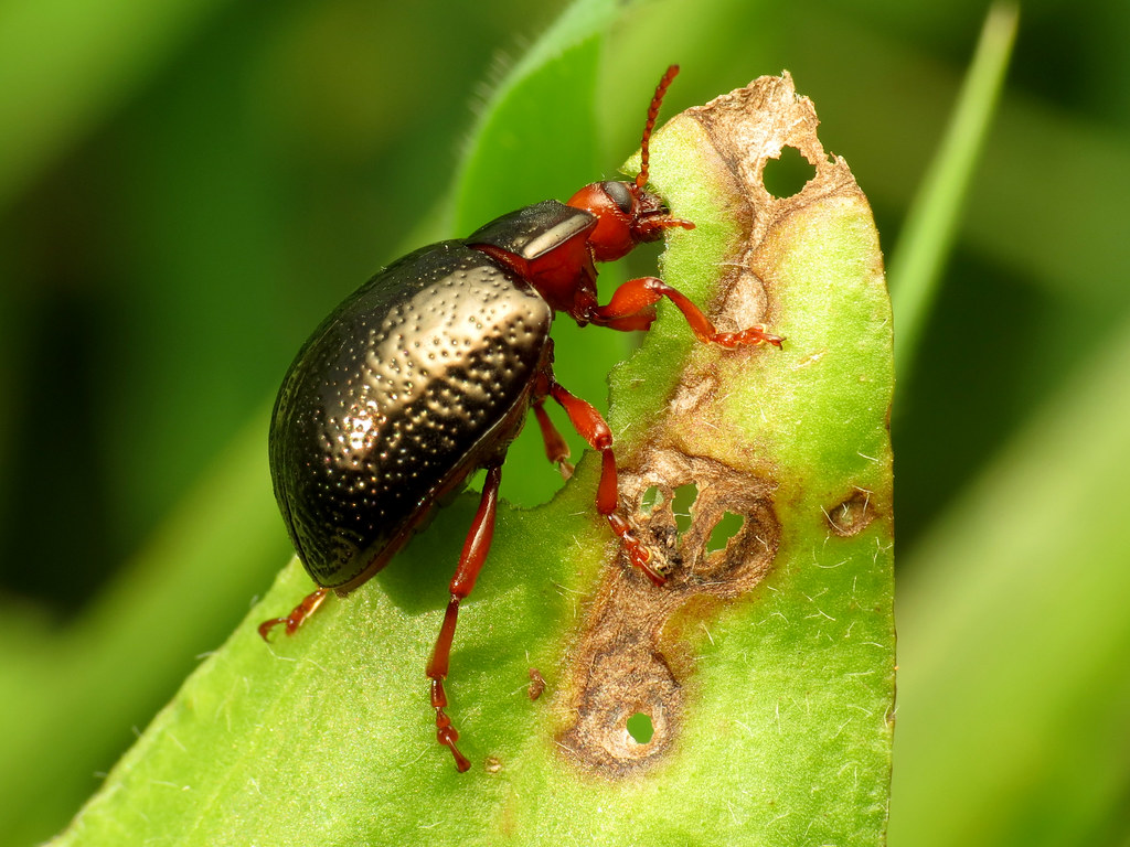 Ecological Roles: How Speed Shapes Ecosystems (image credits: flickr)