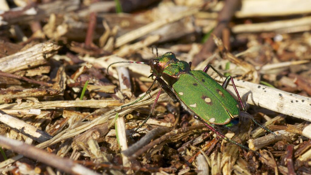 Flightless Yet Fast: The Evolutionary Puzzle of Running Insects