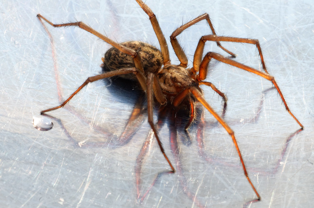 6 Times Insect Venom Turned Out to Be a Medical Miracle
