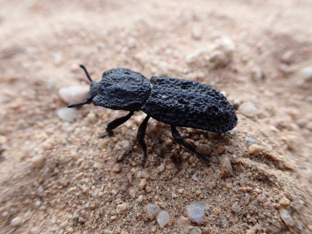 The Beetle That Can Survive Being Run Over by a Car