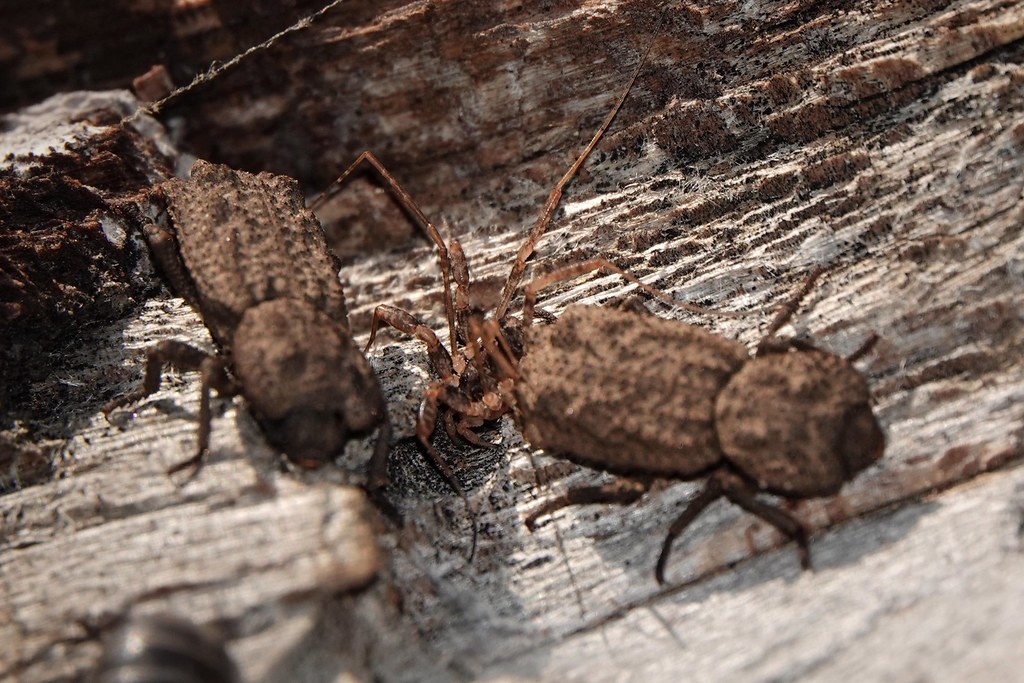 Why Evolution Created a Living Tank (image credits: flickr)