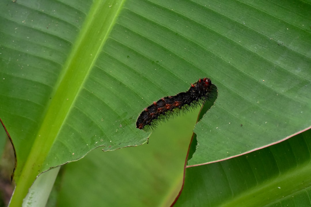 Reproduction and Life Cycle Mysteries (image credits: unsplash)