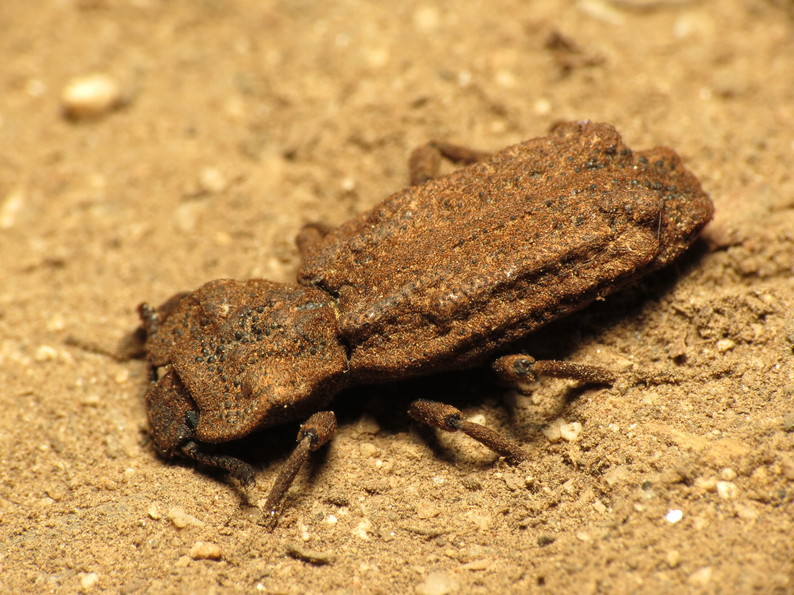 Research Breakthroughs and Future Studies (image credits: Ironclad Beetle, CC BY 2.0, https://commons.wikimedia.org/w/index.php?curid=40574906)