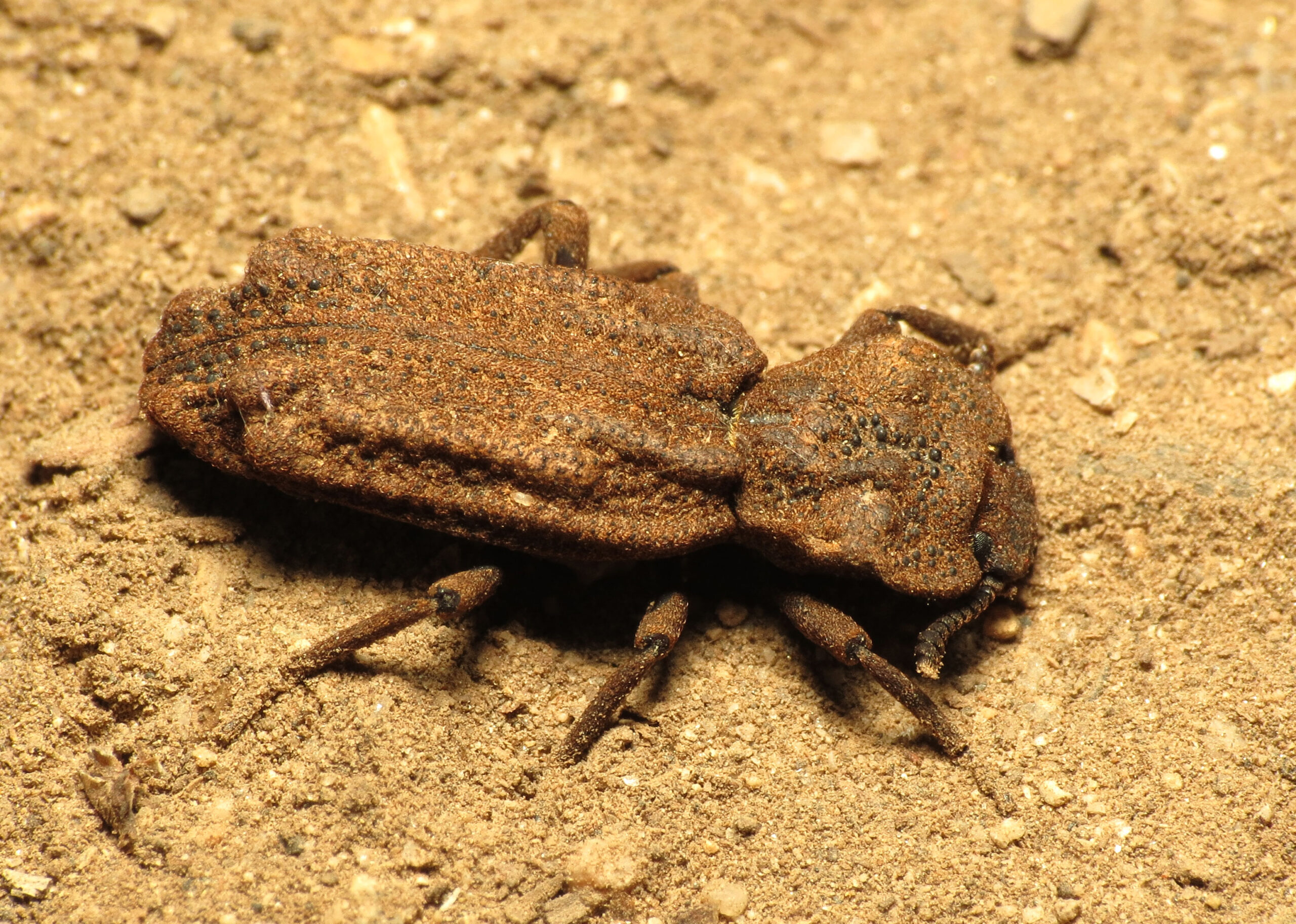 The Cultural Impact of an Indestructible Insect (image credits: wikimedia)