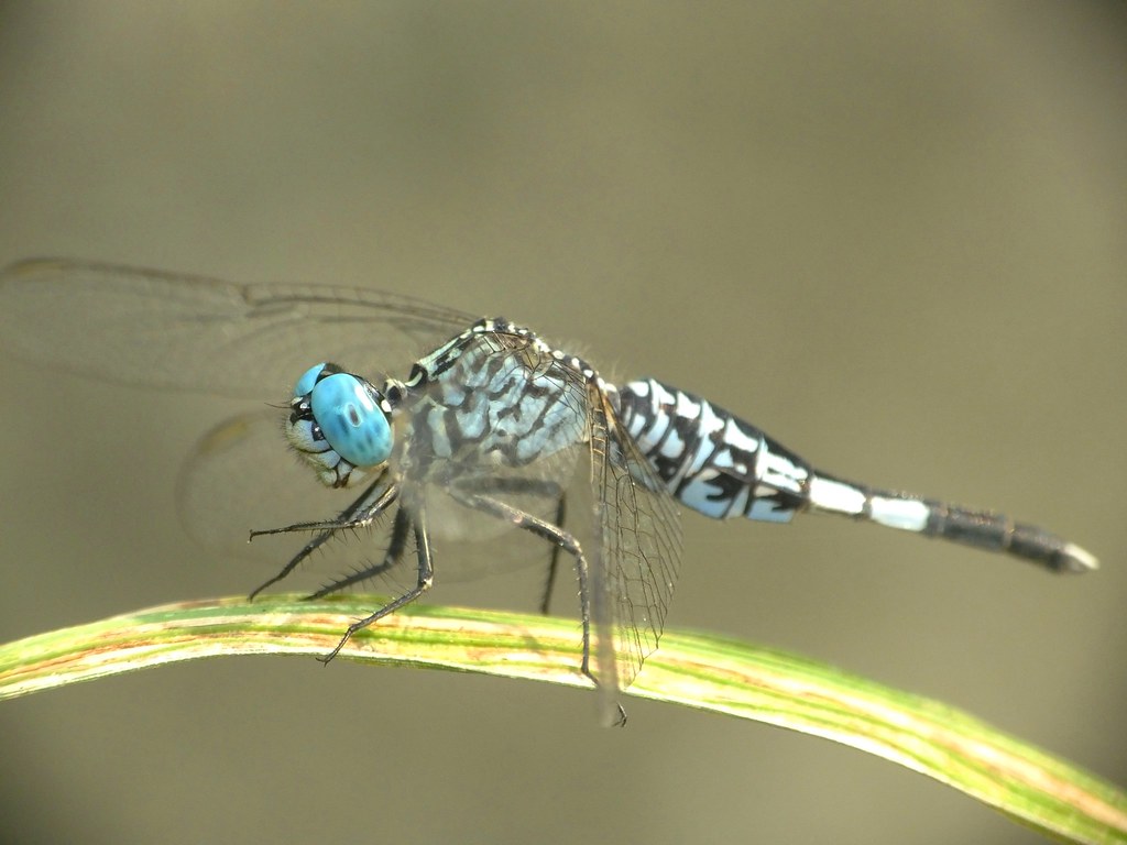 The Science Behind Slow-Motion Vision (image credits: flickr)