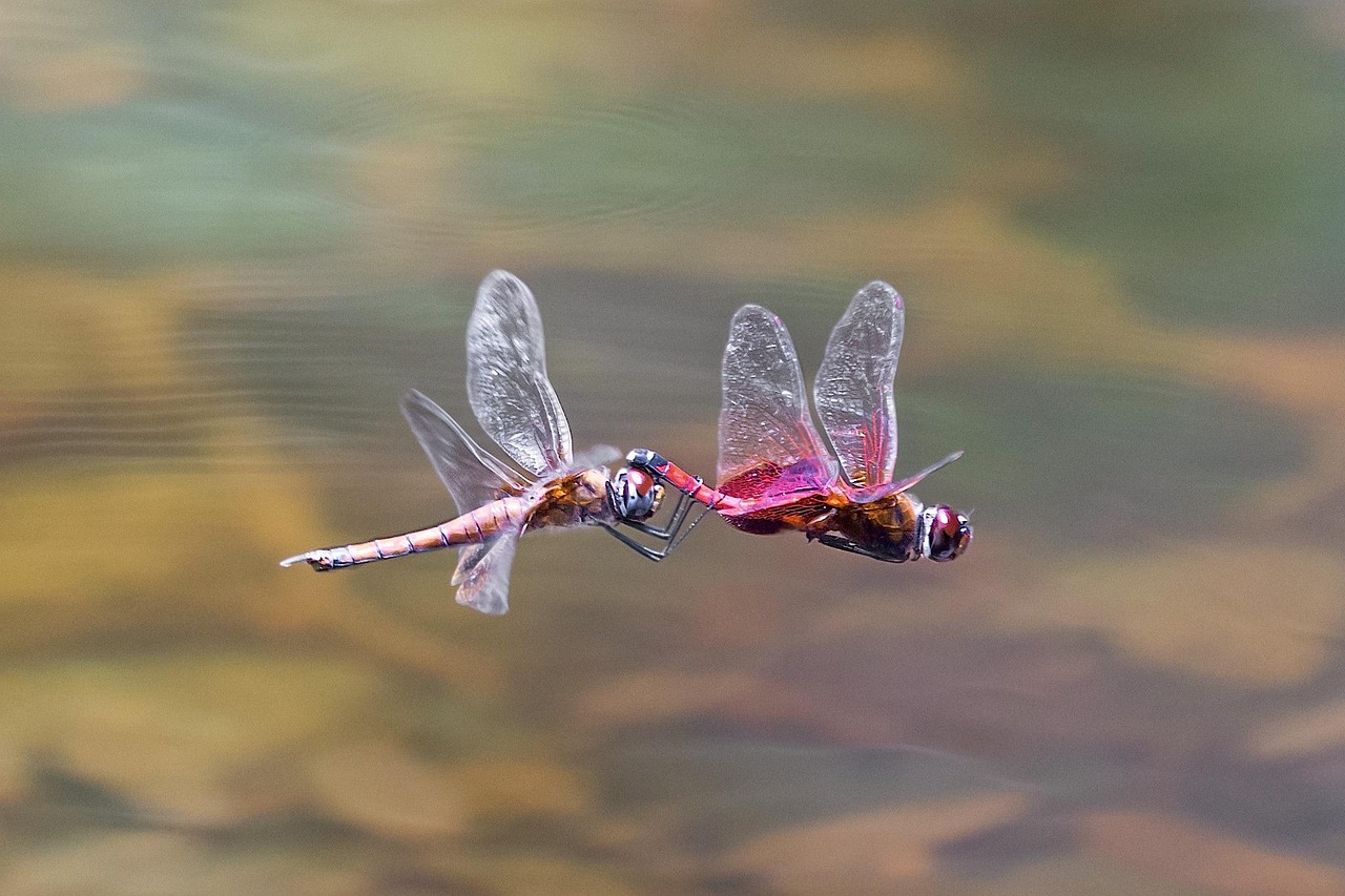 Aerial Acrobatics in Real Time (image credits: pixabay)