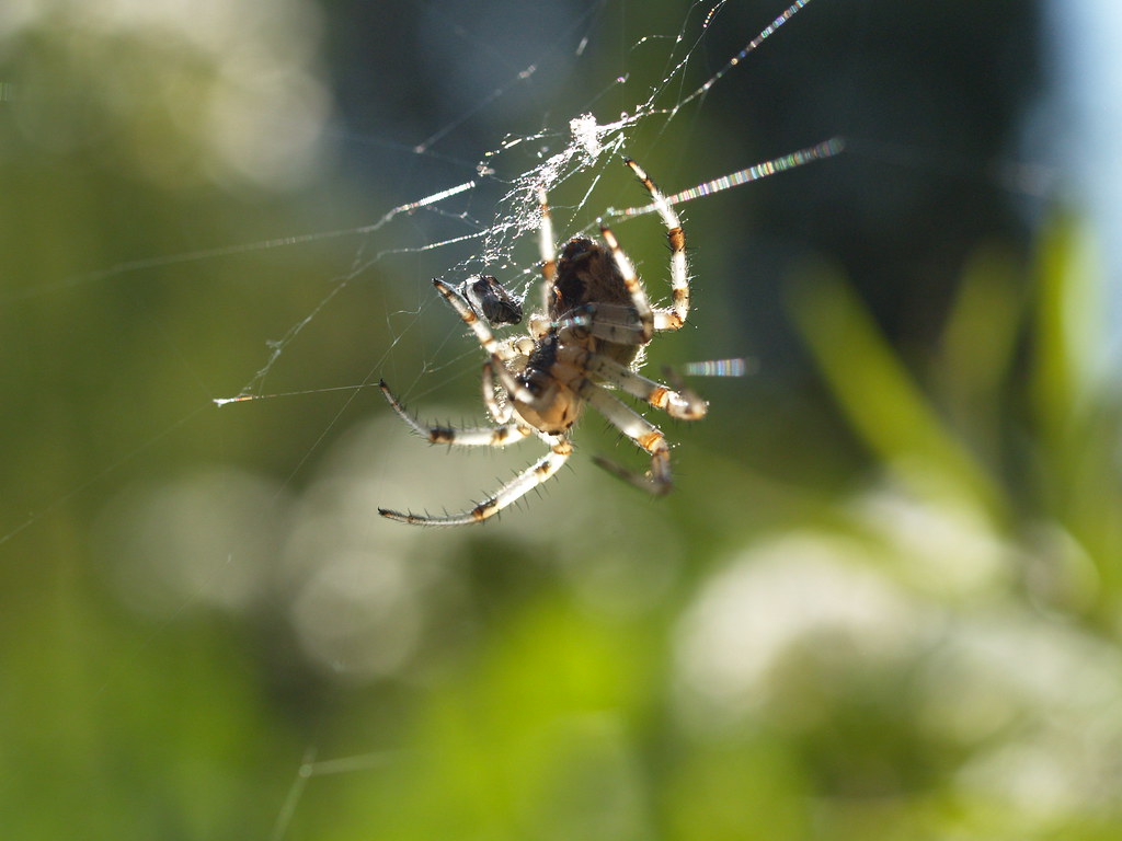 All Spiders Are Deadly Venomous (image credits: flickr)