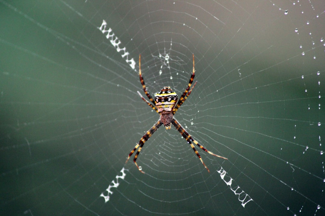 Spiders Actively Hunt Humans (image credits: unsplash)