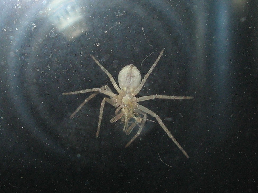 You Swallow Eight Spiders Per Year While Sleeping (image credits: flickr)