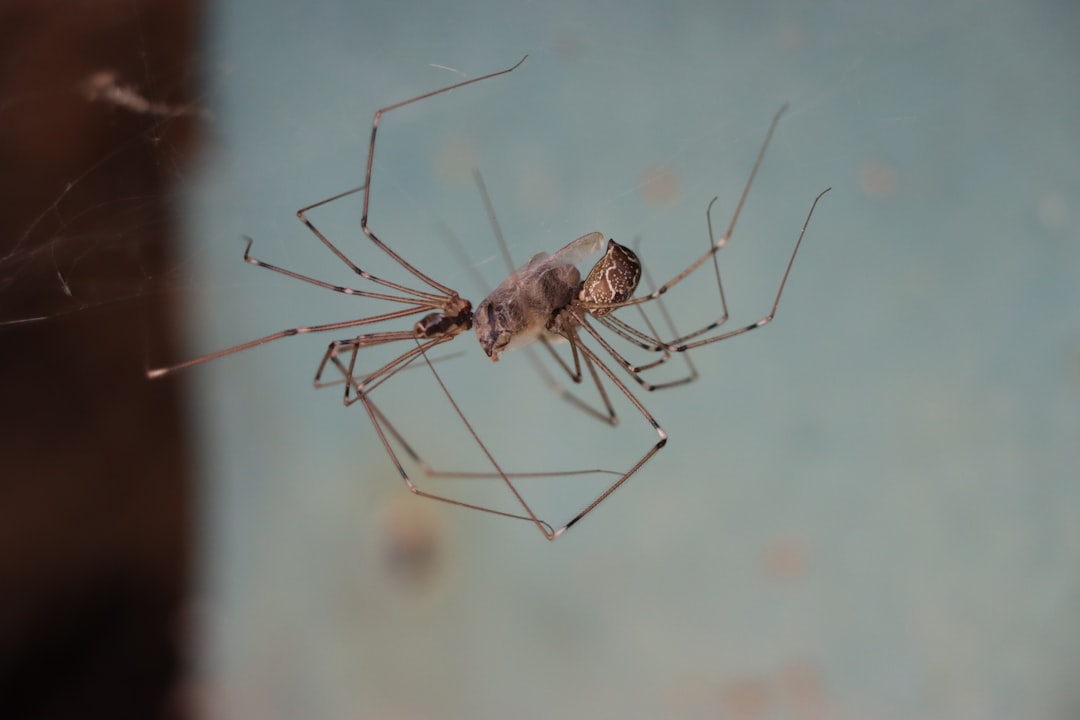 Daddy Long-Legs Are the Most Venomous Spiders (image credits: unsplash)