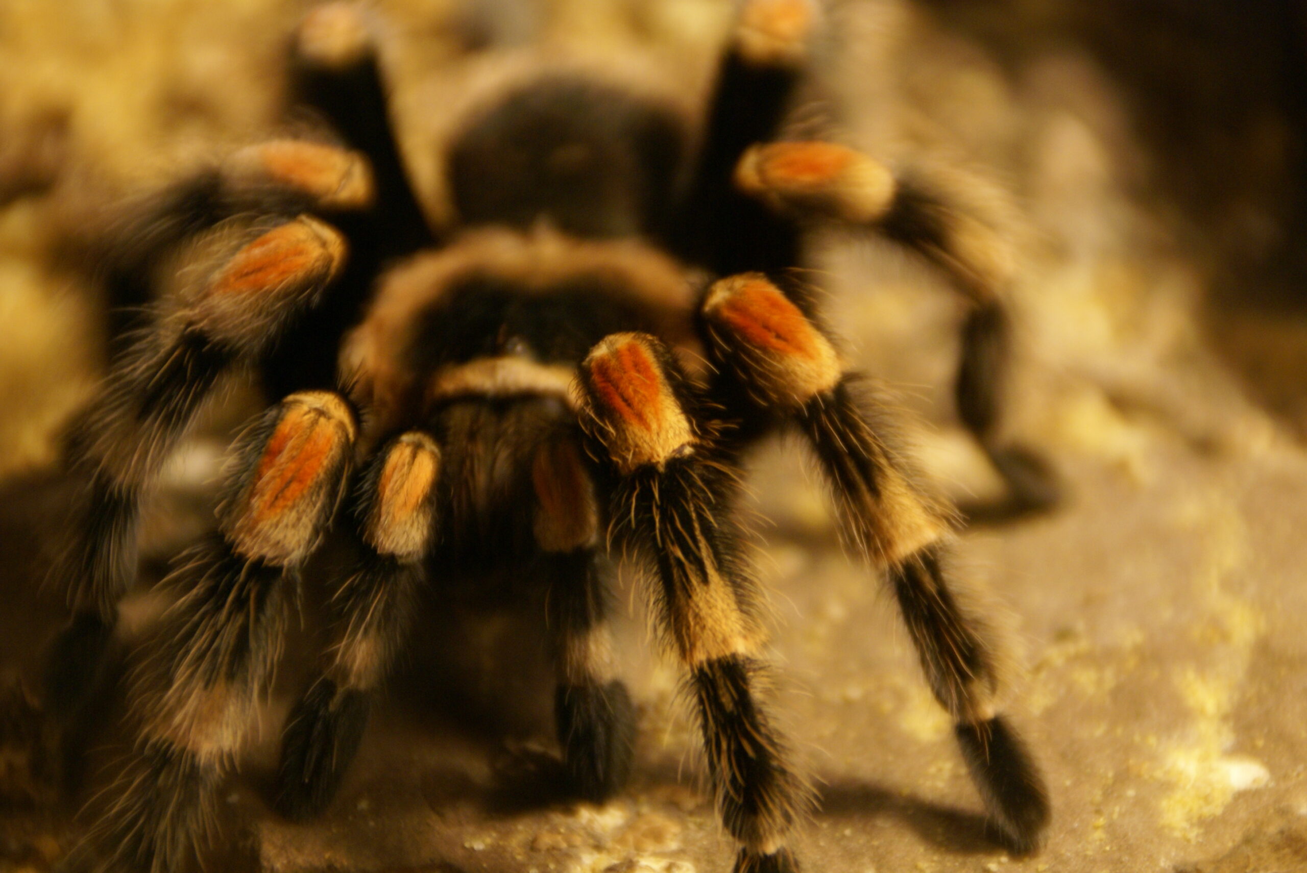 Tarantulas Are Aggressive and Dangerous (image credits: wikimedia)