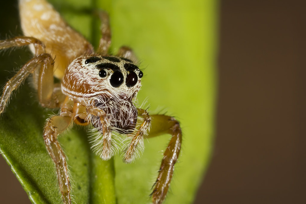 All Spiders Spin Webs (image credits: flickr)