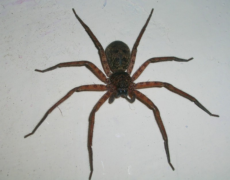 Spiders Can't Survive in Clean Homes (image credits: wikimedia)